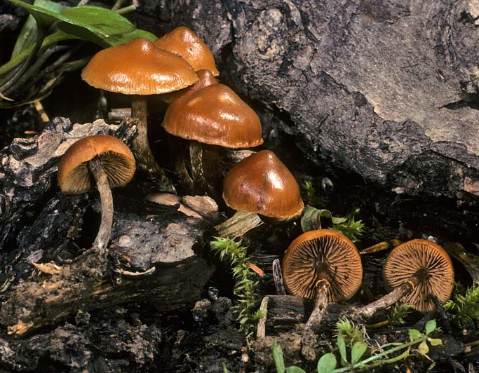 Galerina autumnalis